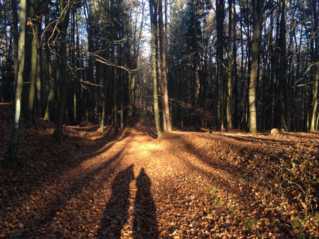 Achtsamkeit | Wald Was ist Achtsamkeit, Wiener Wald